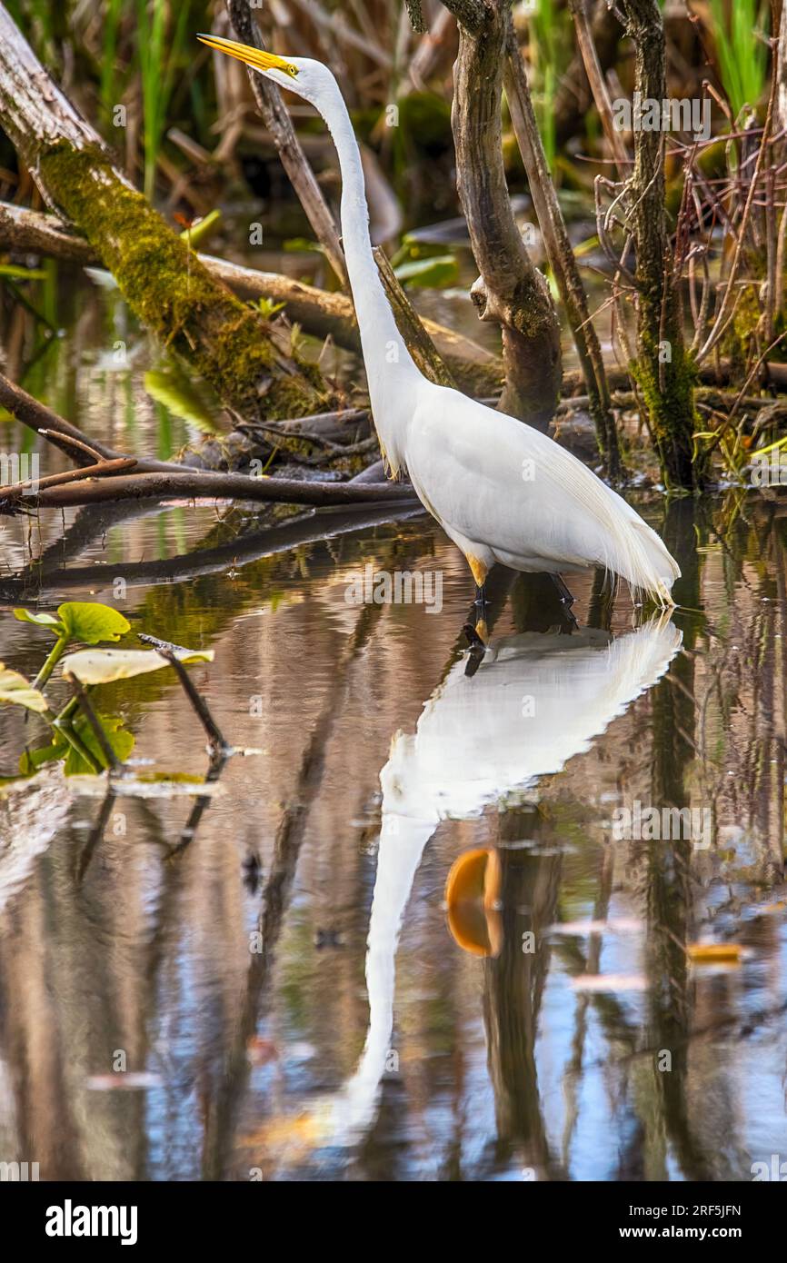 Nevoso Egret al Presque Isle State Park Foto Stock