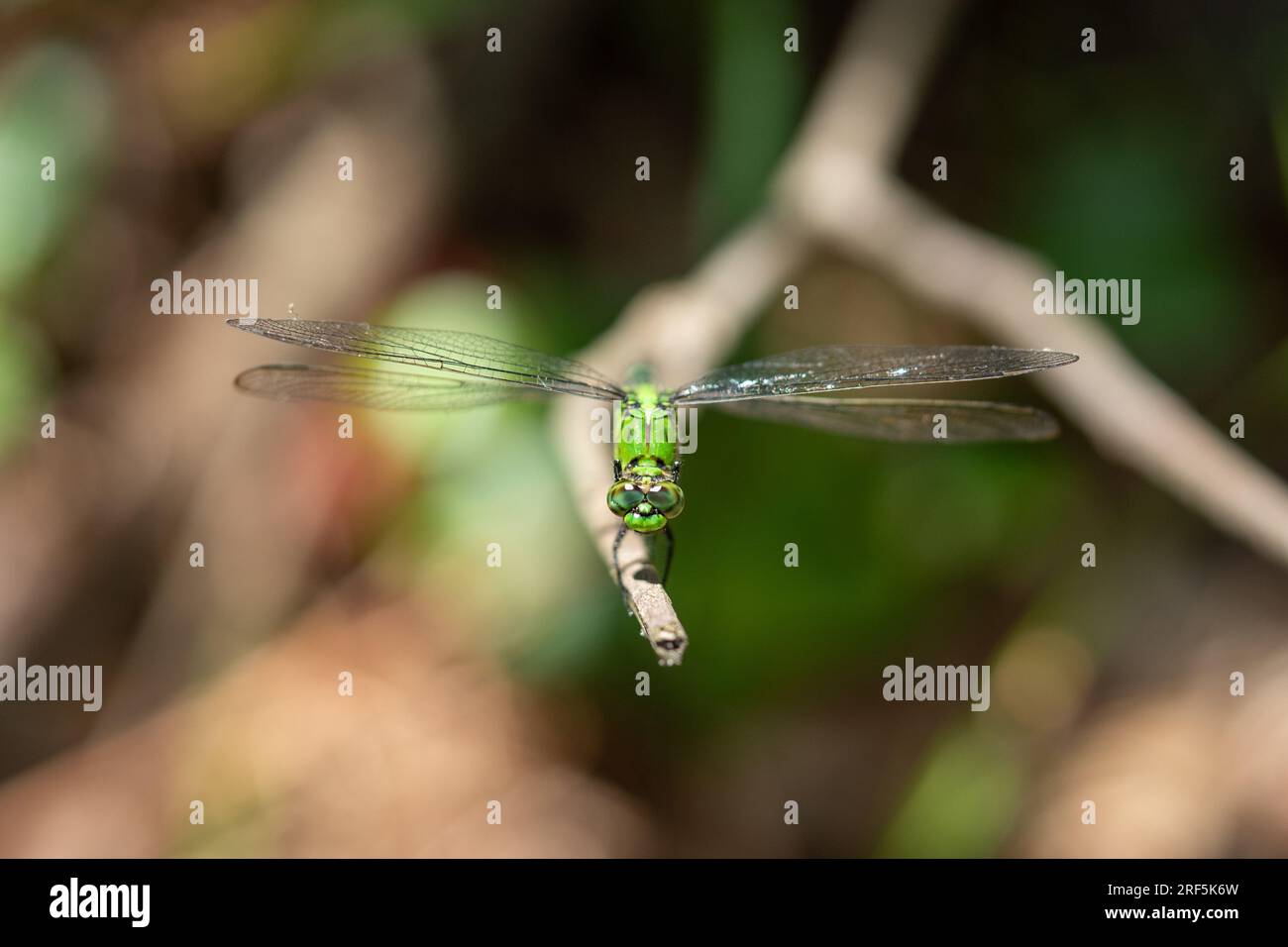 Colpo di testa con la mosca del drago verde Foto Stock