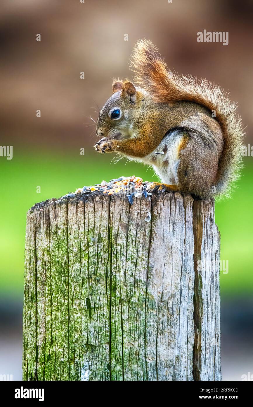 Piccolo e carino scoiattolo rosso Foto Stock
