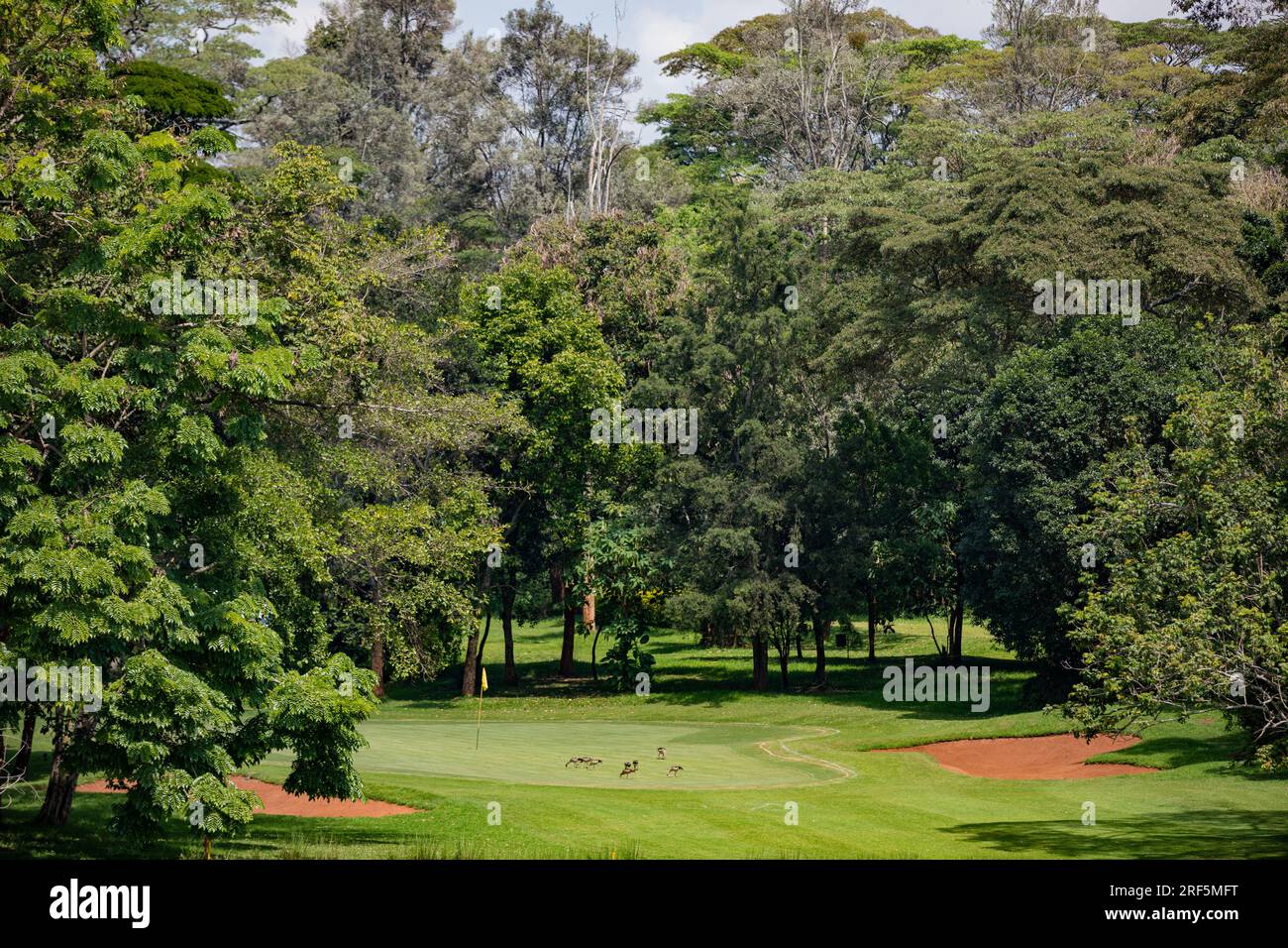 Windsor Golf Country Club Hotel nella Contea di Nairobi City Kenya East Africa Landscapes Playground Golf Center Foto Stock