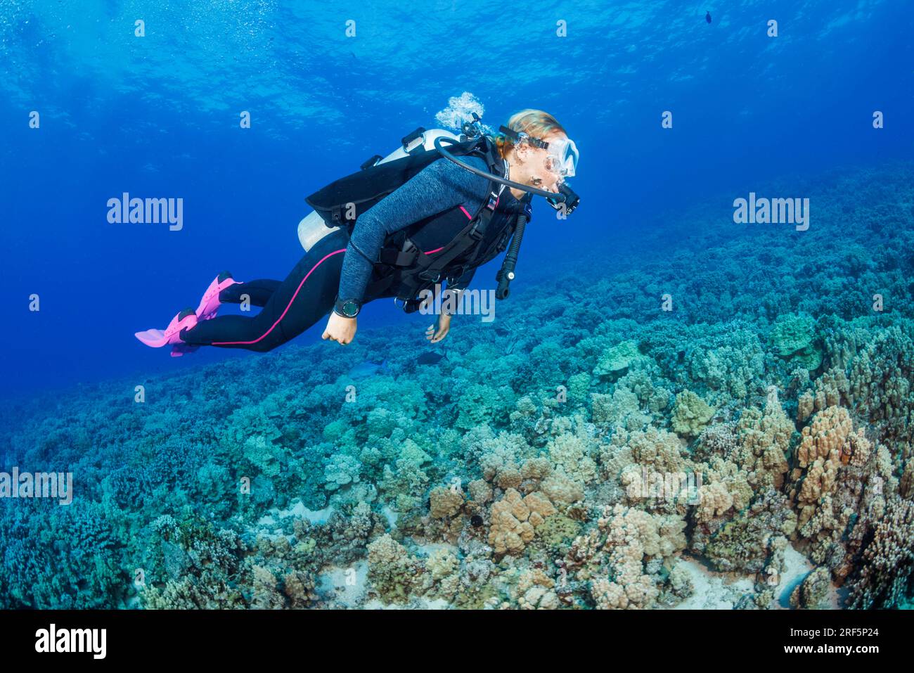 Subacqueo (MR) nella foto, navigando su un giardino di coralli duri al largo dell'isola di Maui, Hawaii. Foto Stock