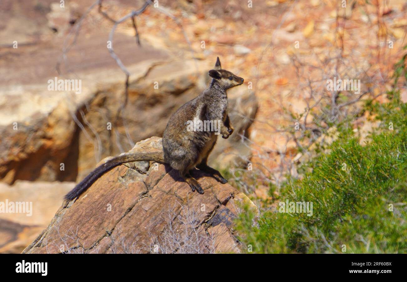 Black-Footed Rock Wallaby (Petrogale lateralis), Kalbarri NP, Kalbarri, WA Foto Stock