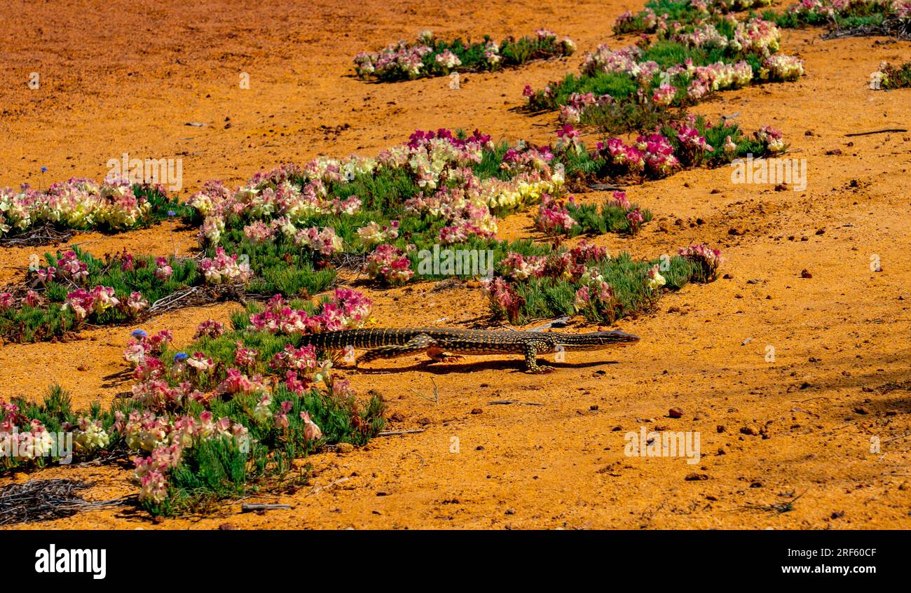 Gould's monitor (Varanus gouldii), Pindar, WA Foto Stock