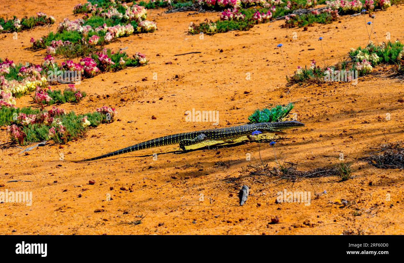 Gould's monitor (Varanus gouldii), Pindar, WA Foto Stock