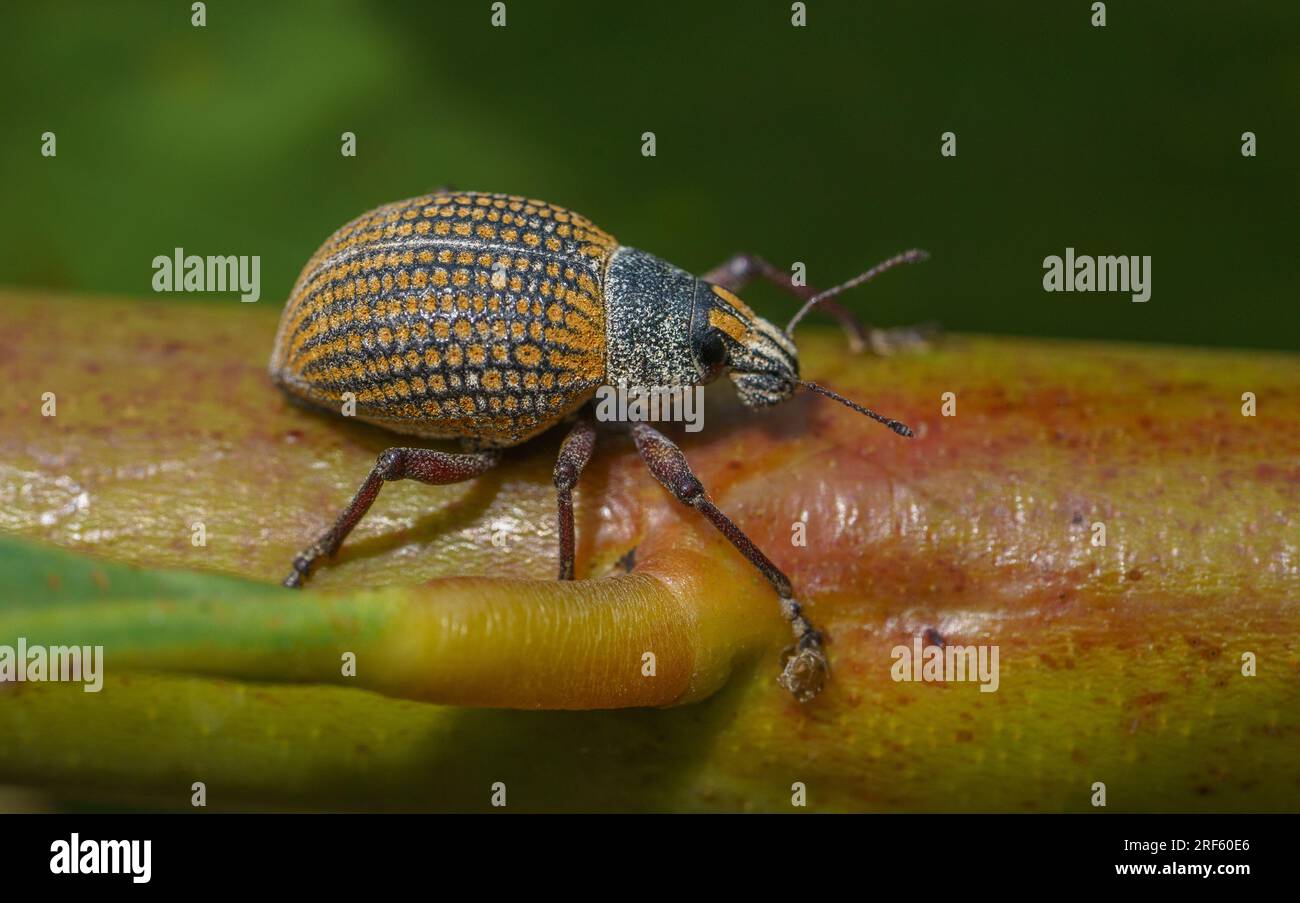 Red-Legged Weevil (Catasarcus impressipennis), Helms Arboretum, Esperance, WA Foto Stock