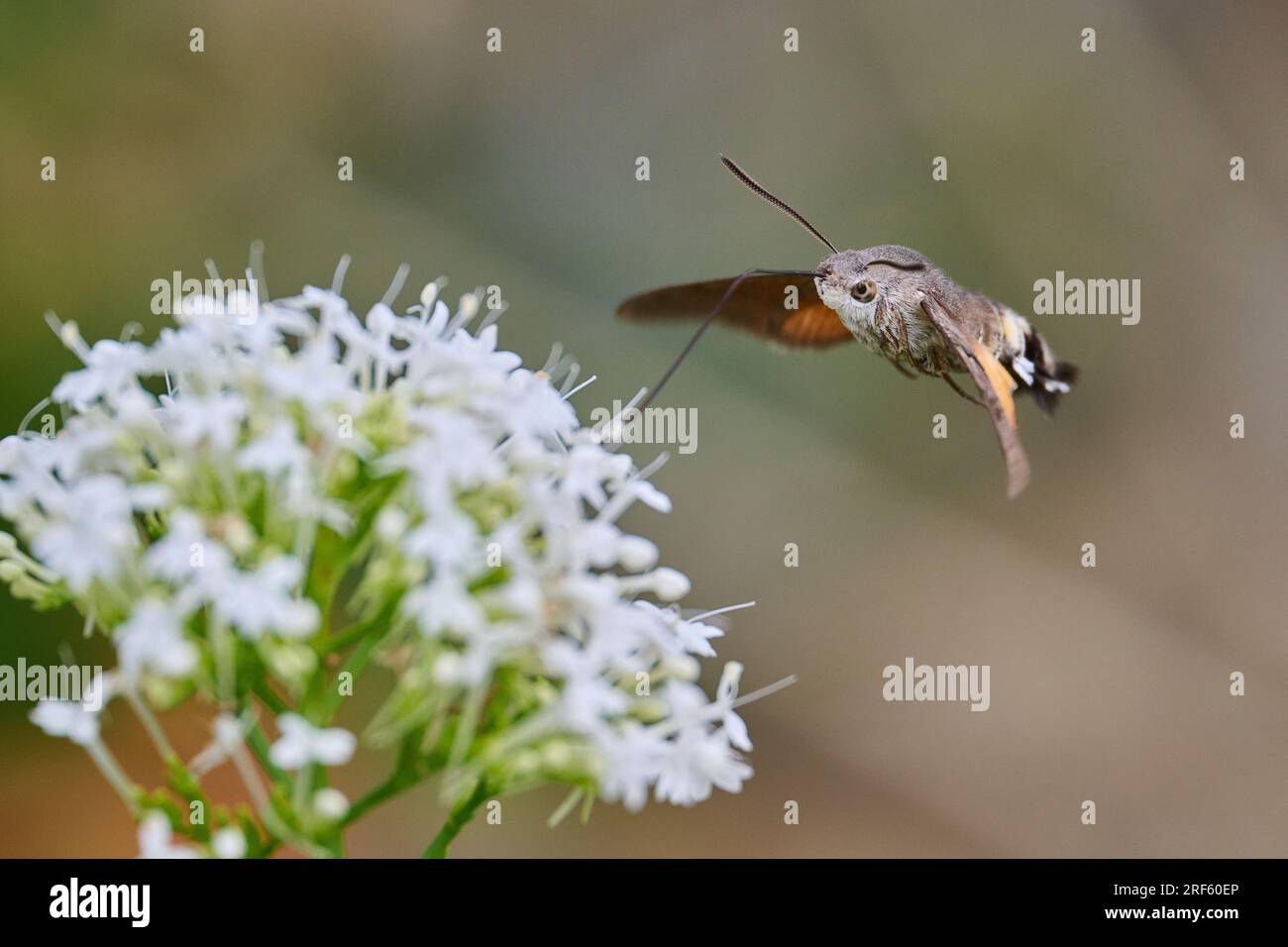 Hummingbird Hawkmoth in volo, da mangiare Foto Stock