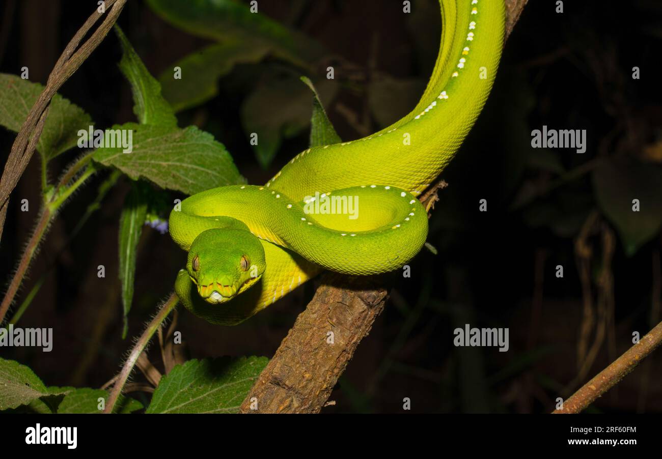 Green Tree Python ( , Iron Range NP, Cape York Peninsula, Qld Foto Stock
