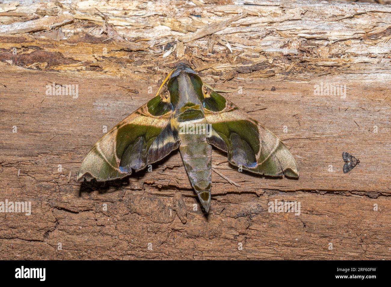 Hawke Moth ( , Iron Range NP, Cape York Peninsula, Qld Foto Stock