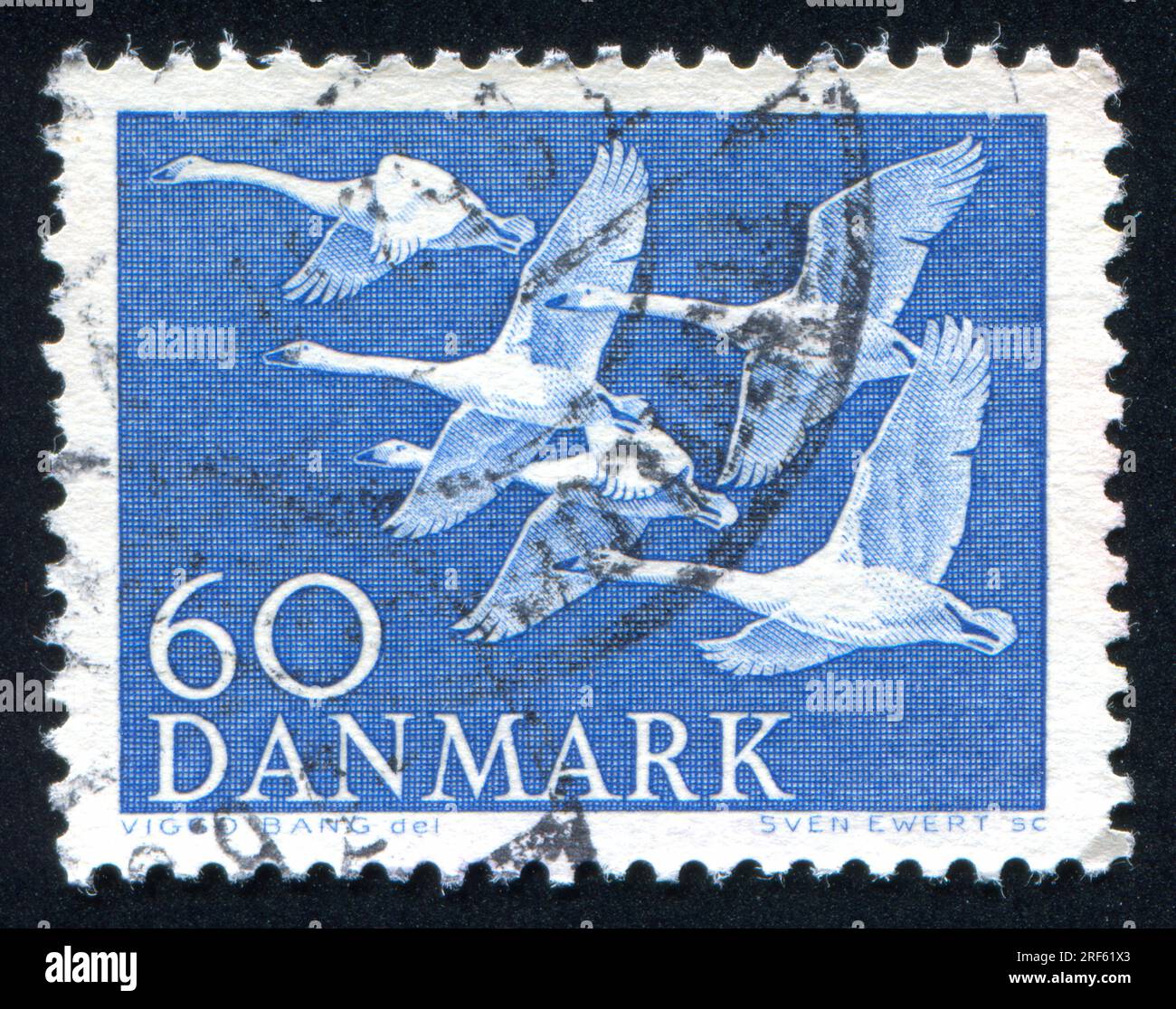 DANIMARCA - CIRCA 1956: Timbro stampato dalla Danimarca, mostra Whooper Swans, circa 1956 Foto Stock