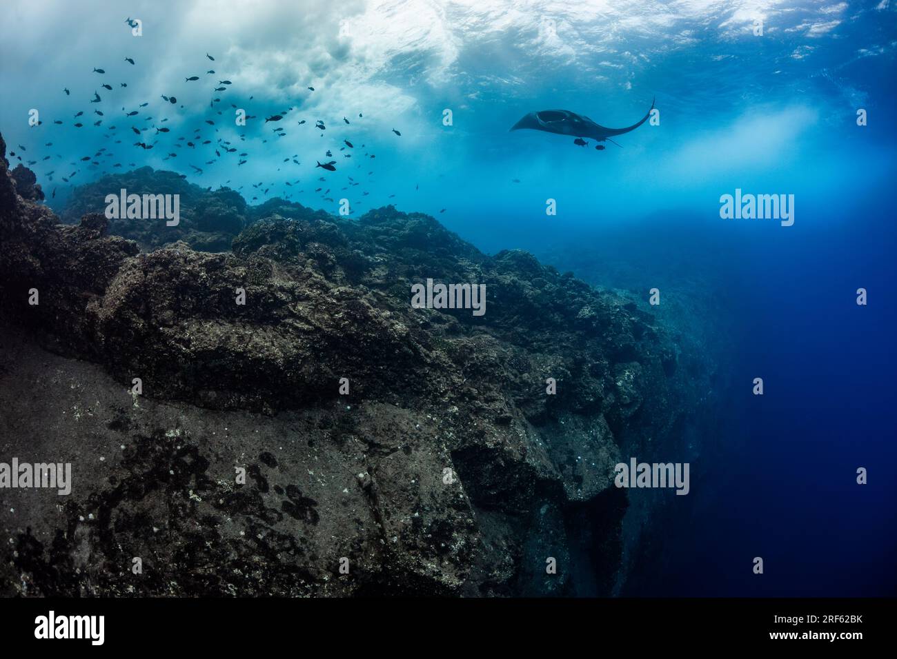 Giant Pacific Manta Ray (Manta birostris) a Cabo Pierce, Isole Revillagigedo, Messico Foto Stock