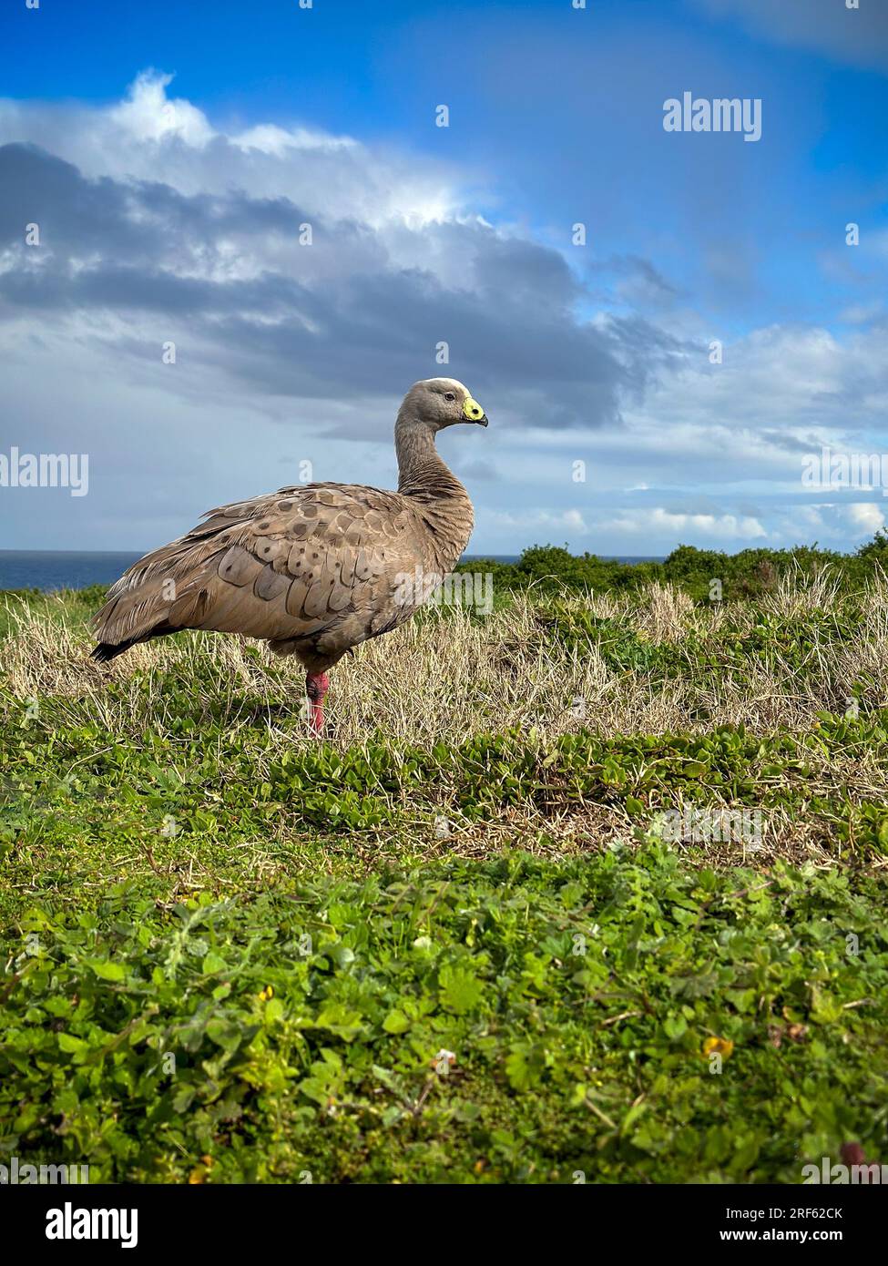 Vista del profilo di Cape Barren Goose a Summerlands, Phillip Island, Victoria, Australia. Foto Stock