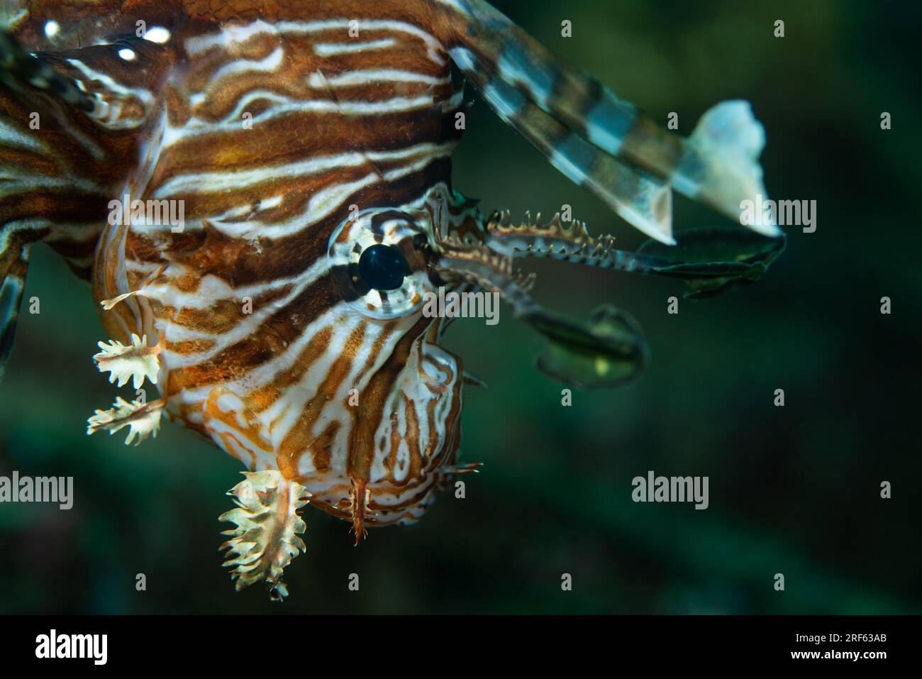 Primo piano di un leone pterois in acqua di mare calda Foto Stock