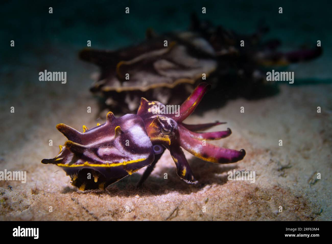 2 seppie dai colori vivaci e sgargianti che si muovono in tandem su fondali sabbiosi Foto Stock