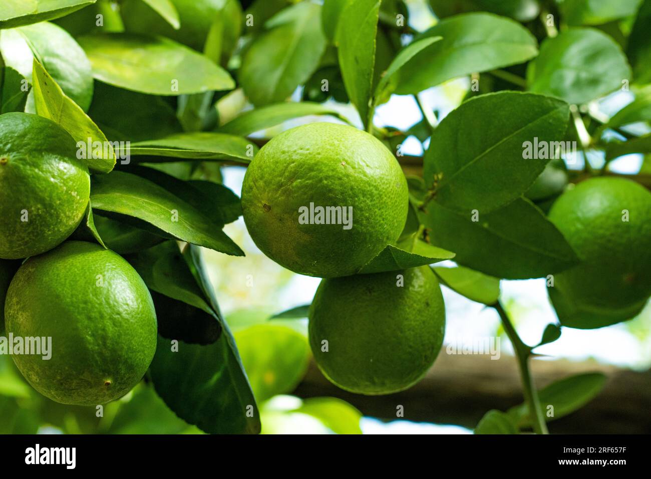 I limoni sono agrumi luminosi, rotondi e gialli con succo acido al loro interno. Hanno un sapore aspro. I limoni verdi contengono alti livelli di AC citrico Foto Stock