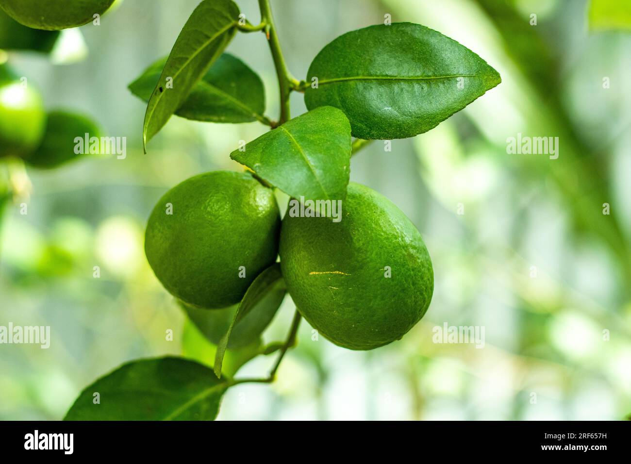 I limoni sono una buona fonte di vitamina C e antiossidanti utilizzati come ingrediente alimentare comune in molte cucine. Contiene alti livelli di acido citrico Foto Stock