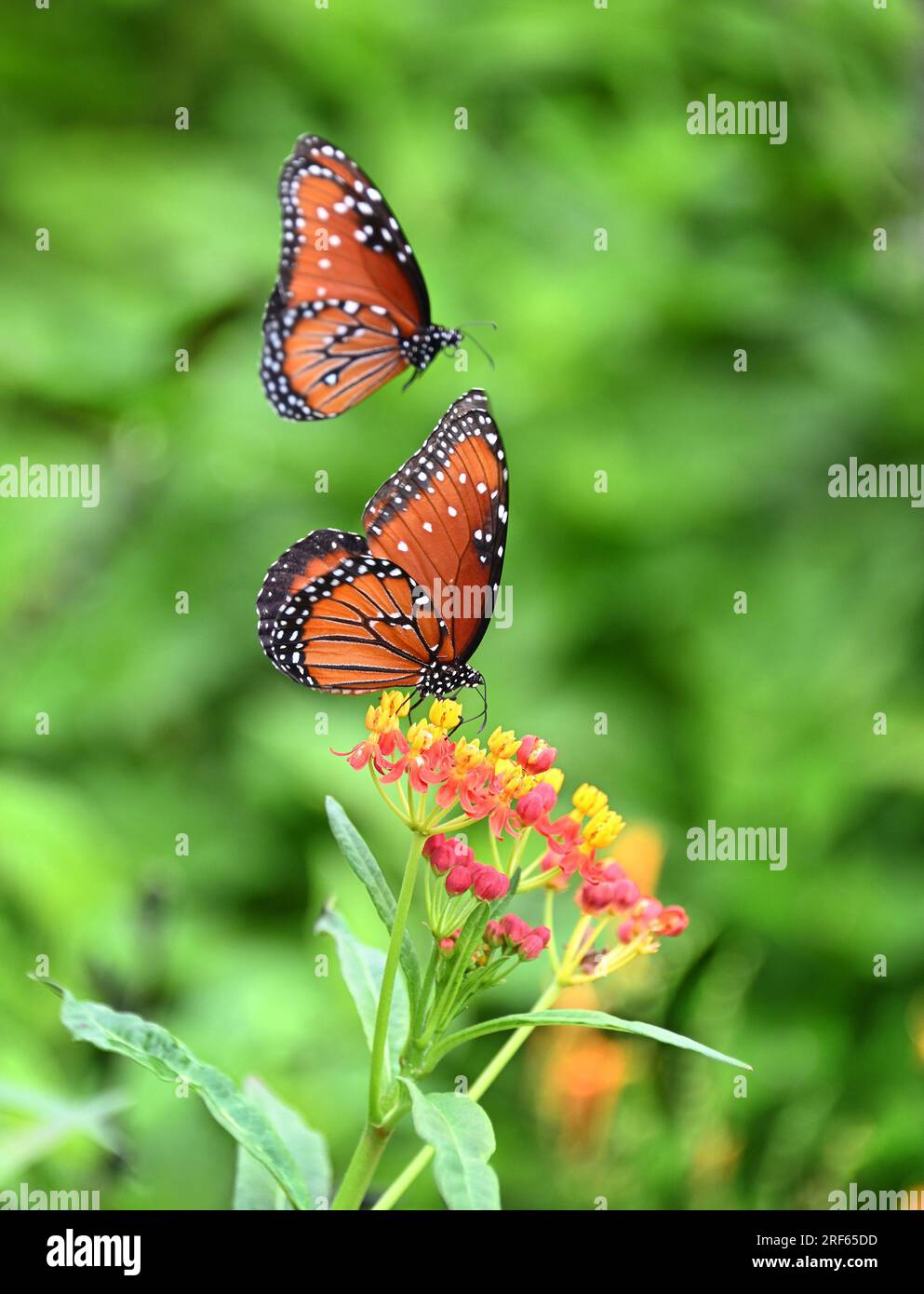 Due farfalle Queen (Danaus gilippus) nel giardino estivo. Una farfalla si sta nutrendo di fiori tropicali di piante latrine. L'altra Regina farfalla è flyi Foto Stock