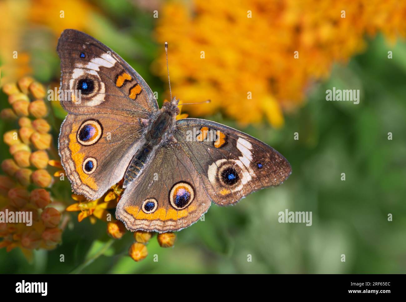 Farfalla comune Buckeye (Junonia coenia) che si nutre di fiori di piante infestanti farfalla, ali spalancate nel giardino estivo Foto Stock