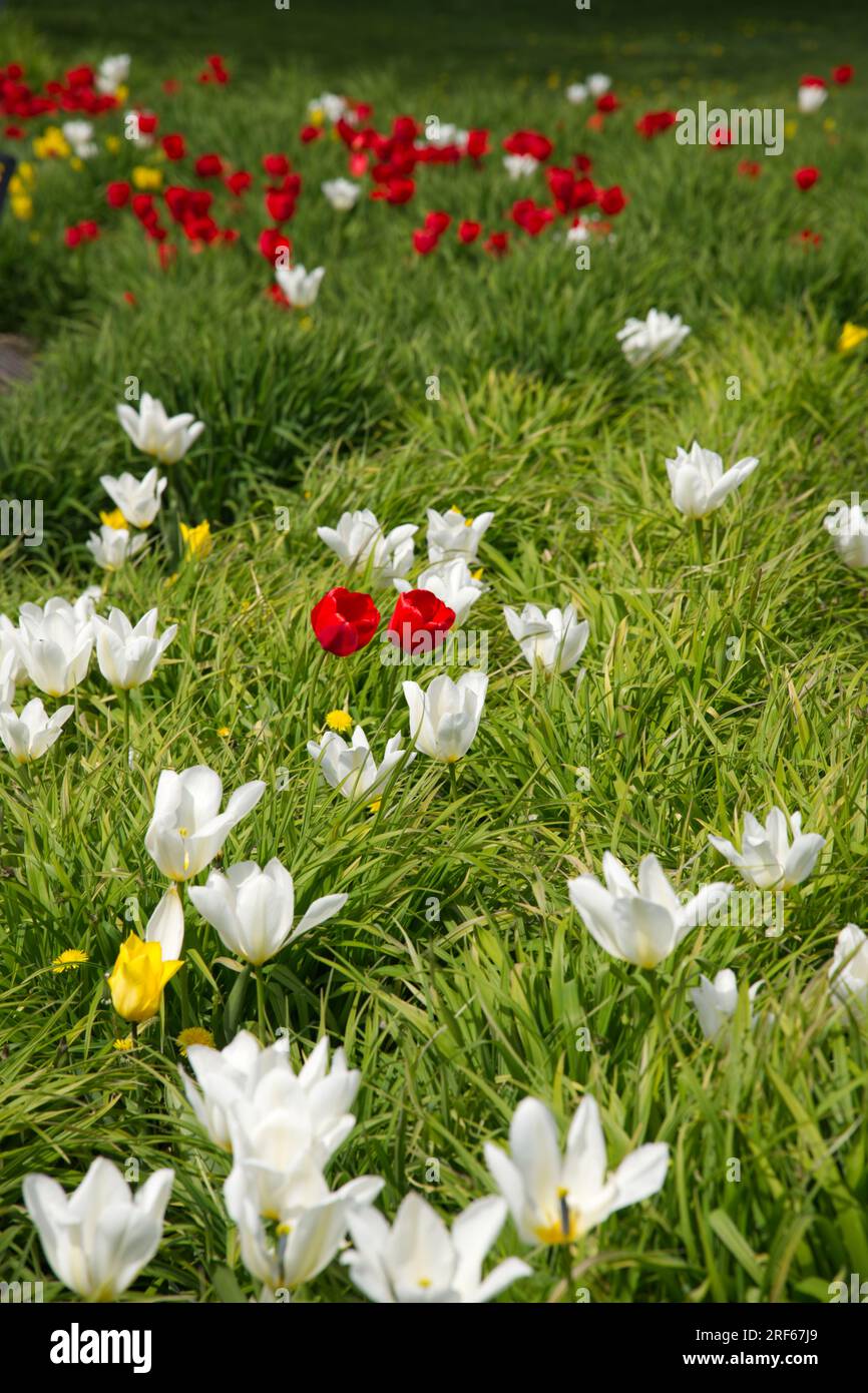 Tulipani primaverili rossi e bianchi che crescono in erba Helsinki, Finlandia maggio Foto Stock