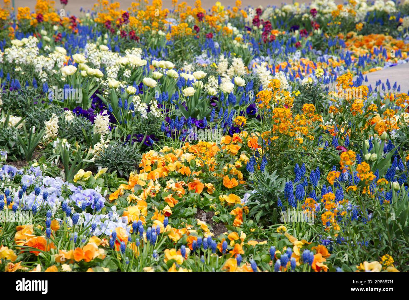 Splendido e profumato schema di biancheria da letto primaverile che include tulipani, muscoli, pansies e giacinti a Helsinki, Finlandia, maggio Foto Stock