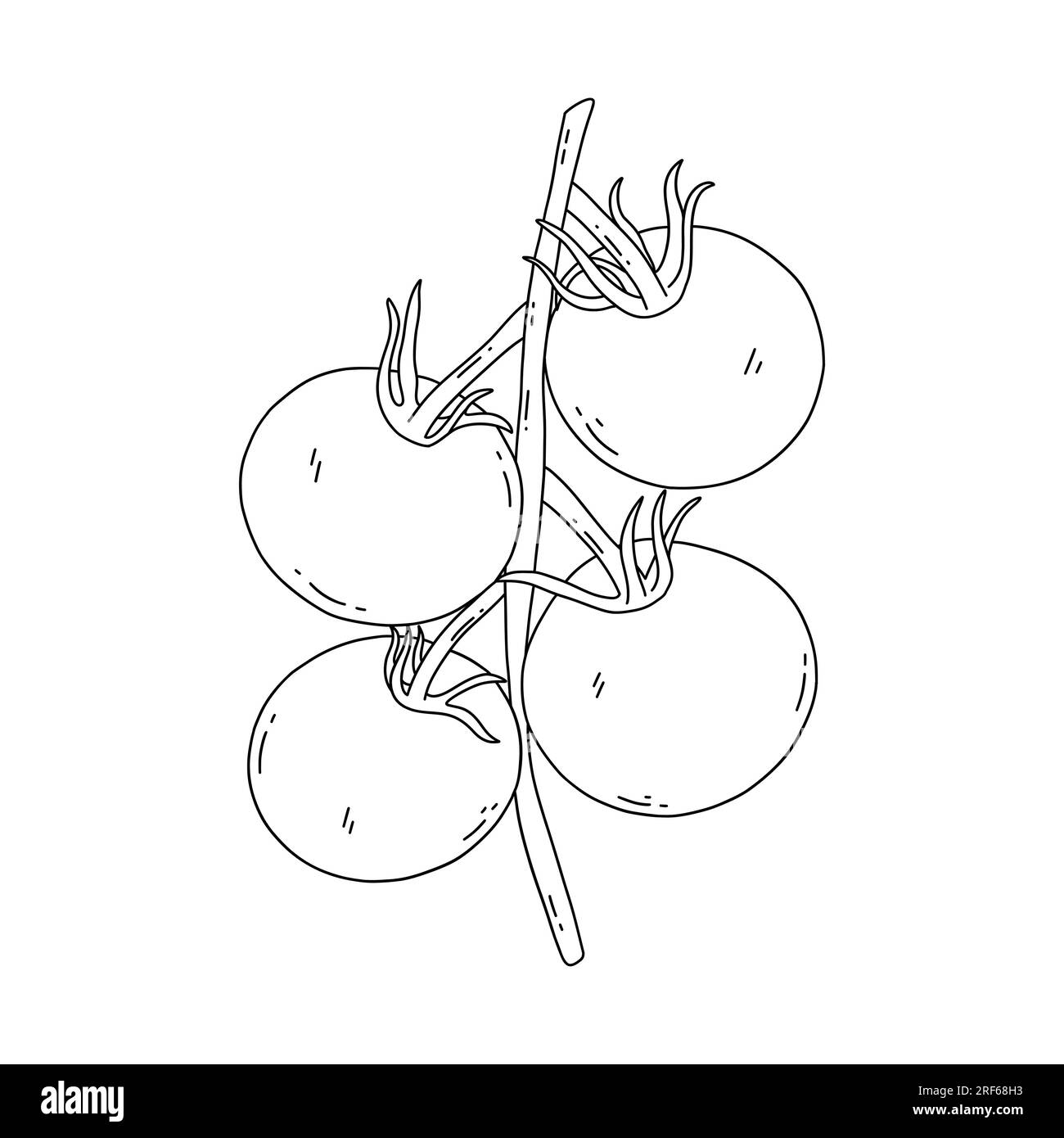 Rametto con pomodori maturi. Verdure fresche. Illustrazione vettoriale isolata in bianco e nero disegnata a mano Illustrazione Vettoriale