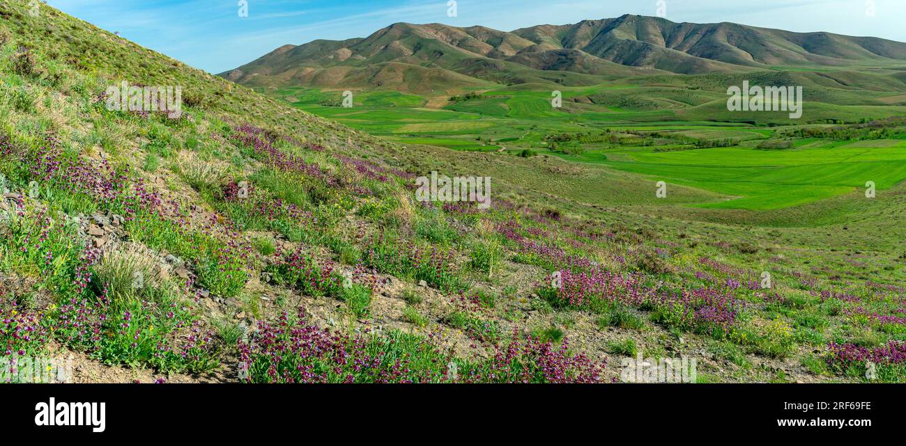 Bellissimi fiori gialli e rosa che crescono sulle pendici delle montagne in un giorno primaverile Foto Stock