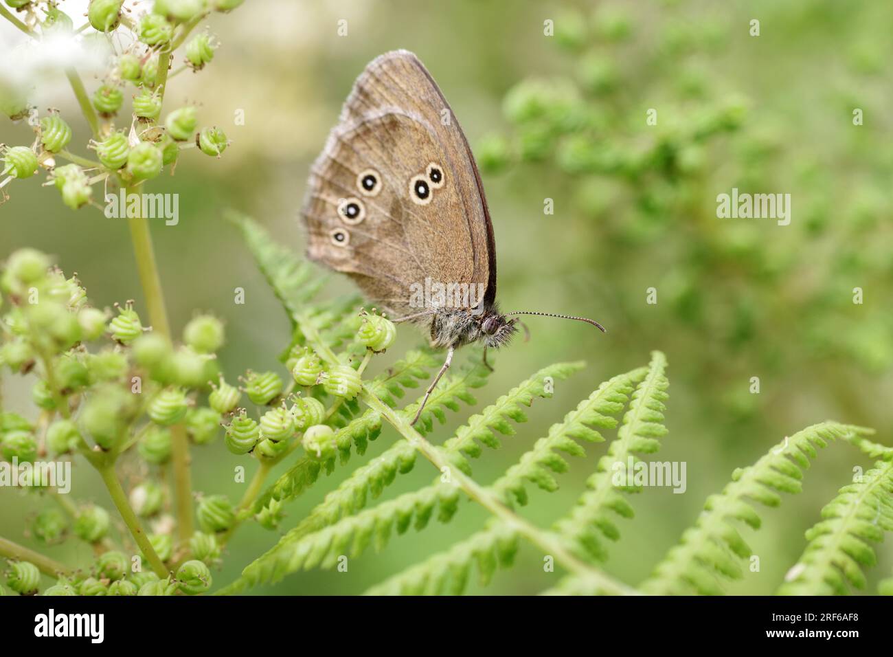 Farfalla, ringlet (Aphantopus hyperantus), farfalla, insetto, felce, marrone, ali, macro, primo piano dell'uccello marrone della foresta seduto sulle foglie verdi Foto Stock