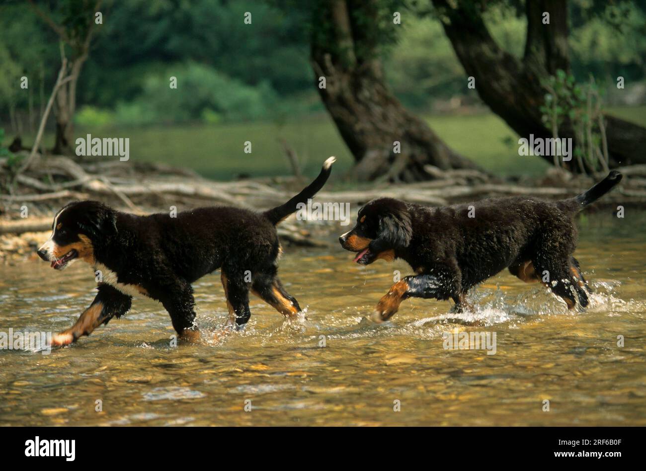 2 due cuccioli di cane da montagna bernese, maschio in acqua, FCI, Standard No. 45 Foto Stock