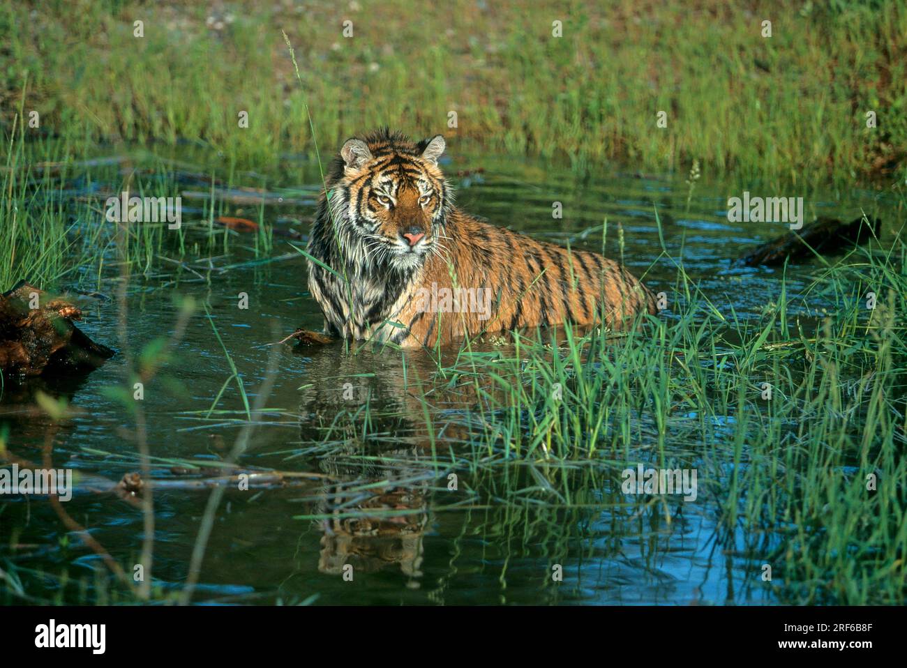 Tigre siberiana (Panthera tigris altaica) o tigre di Amur in acqua, bagno Foto Stock