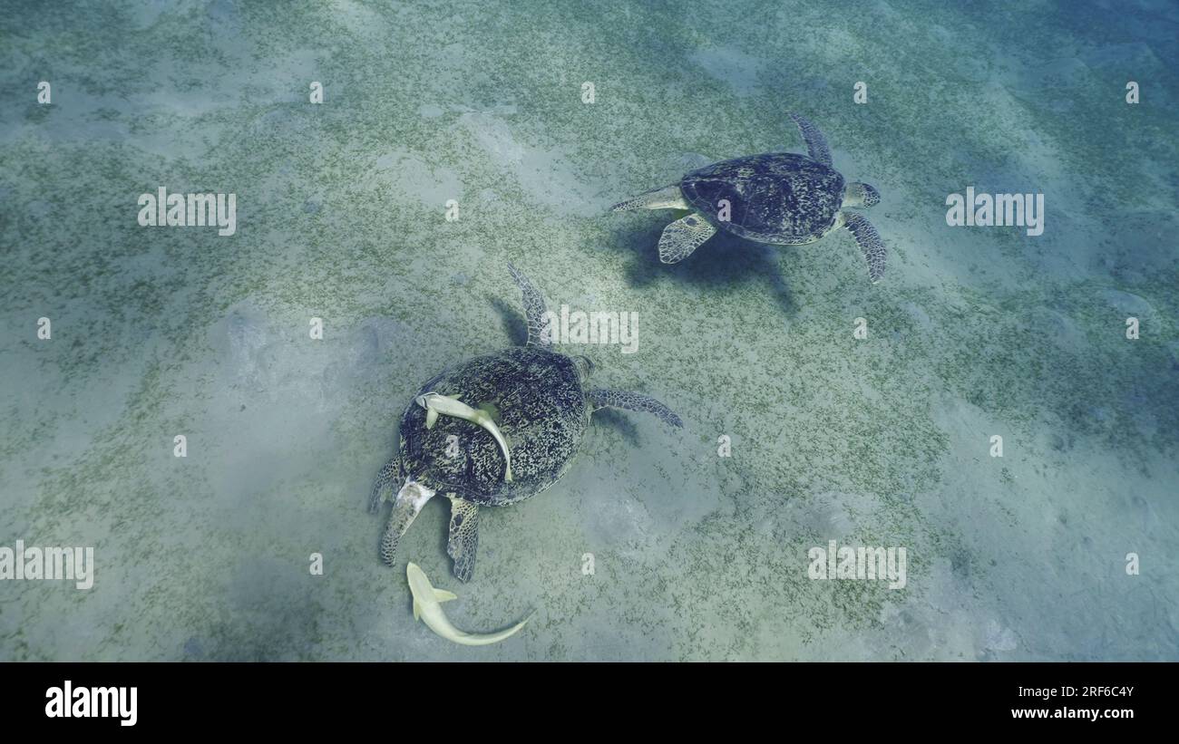 Mar Rosso, Egitto. 17th giugno, 2023. Due maschi di Grande Turtle Verde del Mare (Chelonia mydas) con Remorafish sulla loro conchiglia che mostra la loro posizione dominante durante la disputa territoriale sul prato di palude, Mar Rosso, Egitto (Credit Image: © Andrey Nekrasov/ZUMA Press Wire) SOLO USO EDITORIALE! Non per USO commerciale! Foto Stock