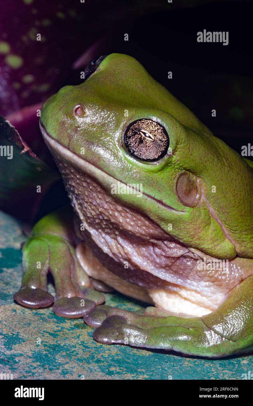 Rana verde australiana, Ranoidea caerulea, Litoria caerulea, Wild, Malanda, Atherton Tablelands, Queensland settentrionale tropicale, Queensland settentrionale estremo. Foto Stock