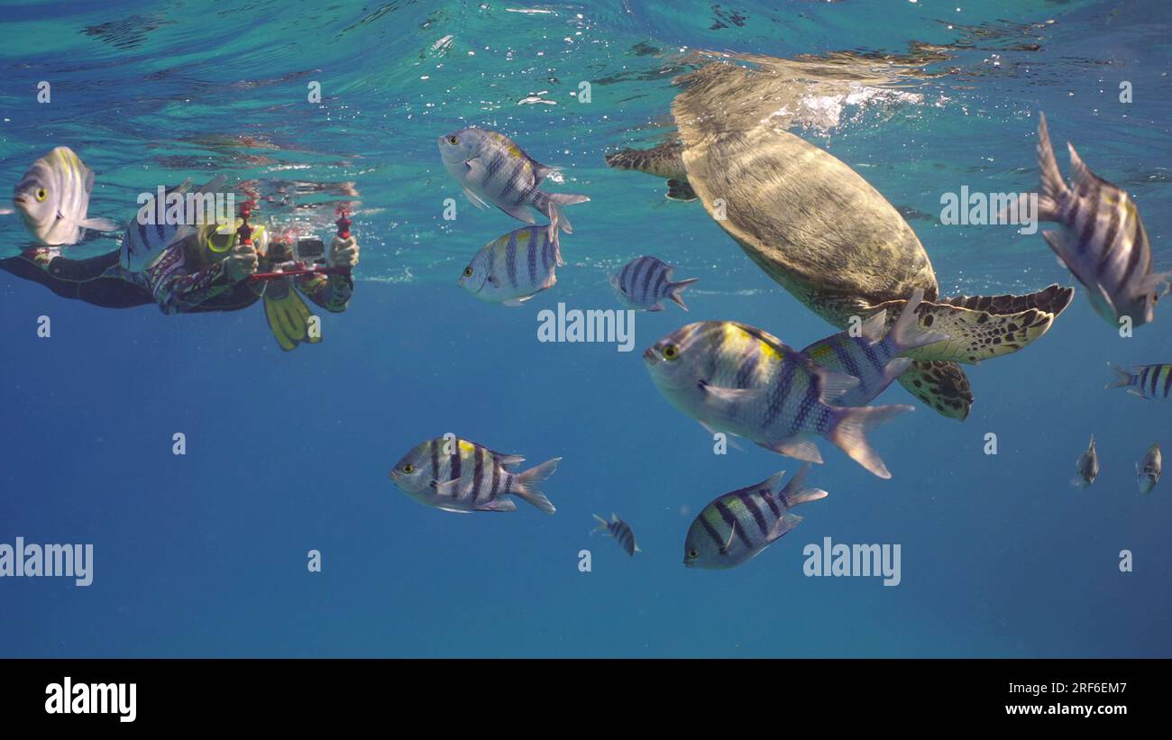 La donna spara Hawksbill Sea Turtle o Bissa (Eretmochelys imbricata) nuota in superficie con pesci tropicali blu, Mar Rosso, Egitto Foto Stock