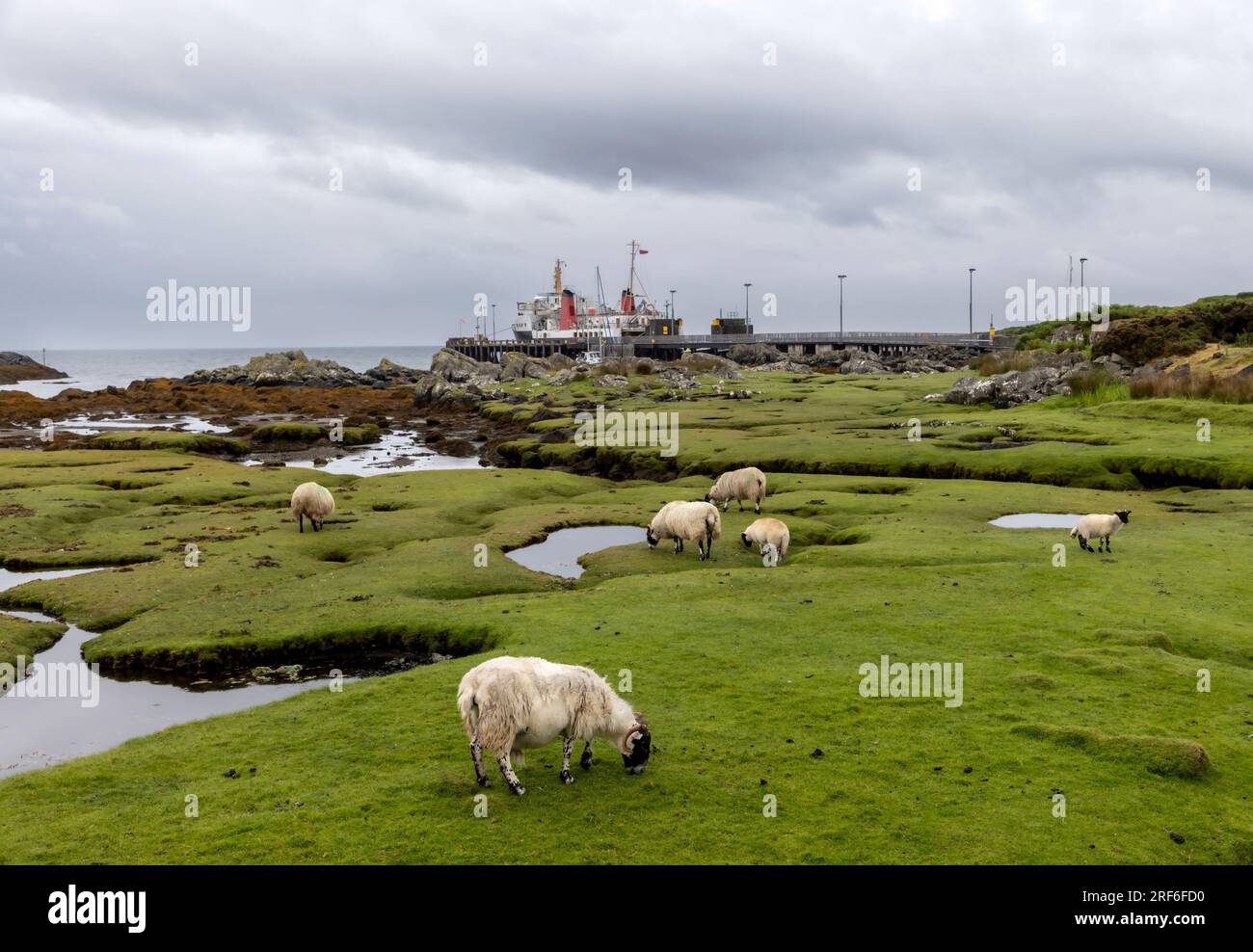 Un gregge di pecore vicino al molo sull'isola di Colonsay, in Scozia Foto Stock