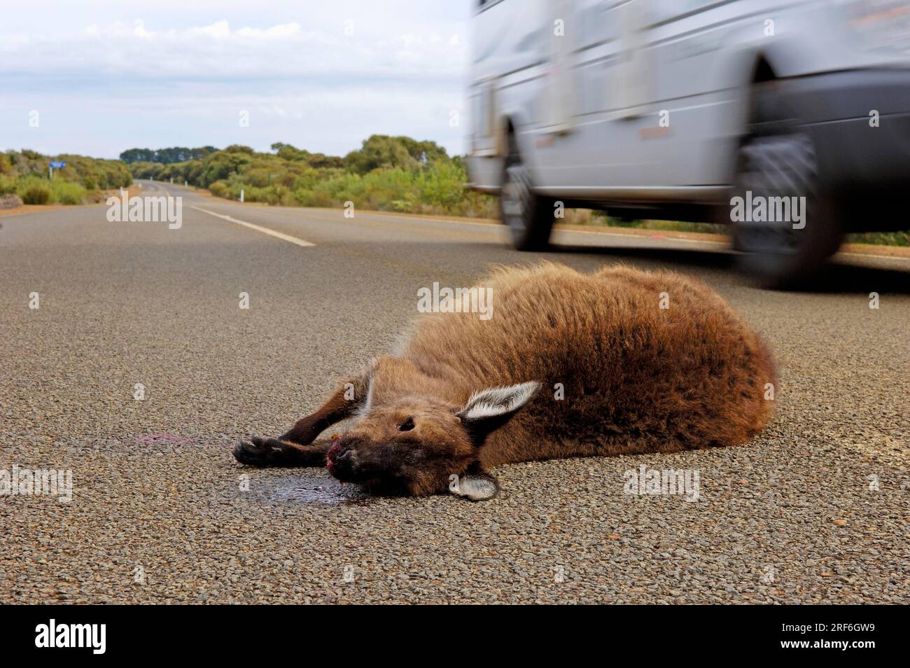 Dead Western Grey Kangaroo (Macropus fuliginosus) on Road, Kangaroo Island, South Australia, Australia, Black-Faced Kangaroo, Kangaroo Island Foto Stock
