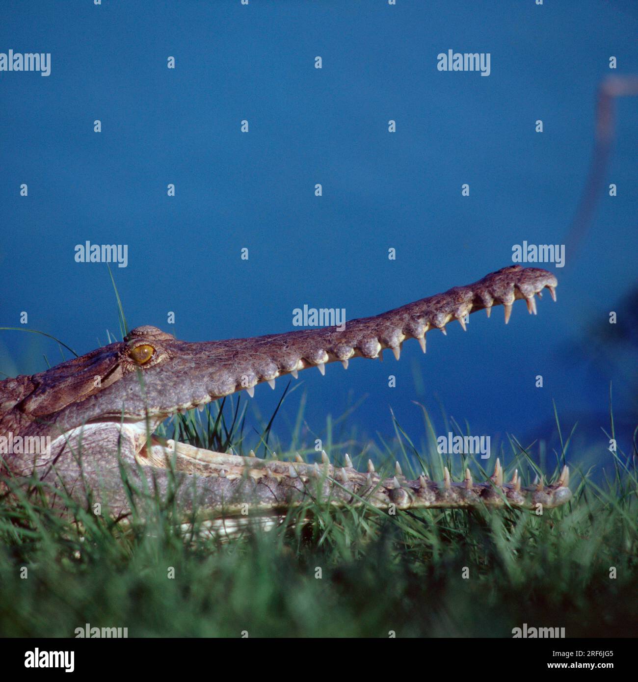 Coccodrillo di acqua dolce, coccodrillo di acqua dolce, coccodrillo australiano (Crocodylus johnsoni) Foto Stock