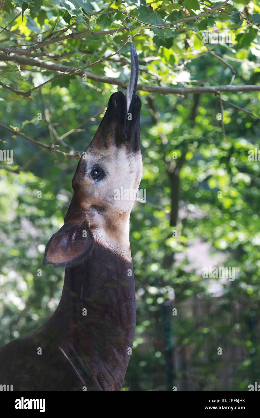 Okapi mangia foglie di un albero in natura Foto Stock