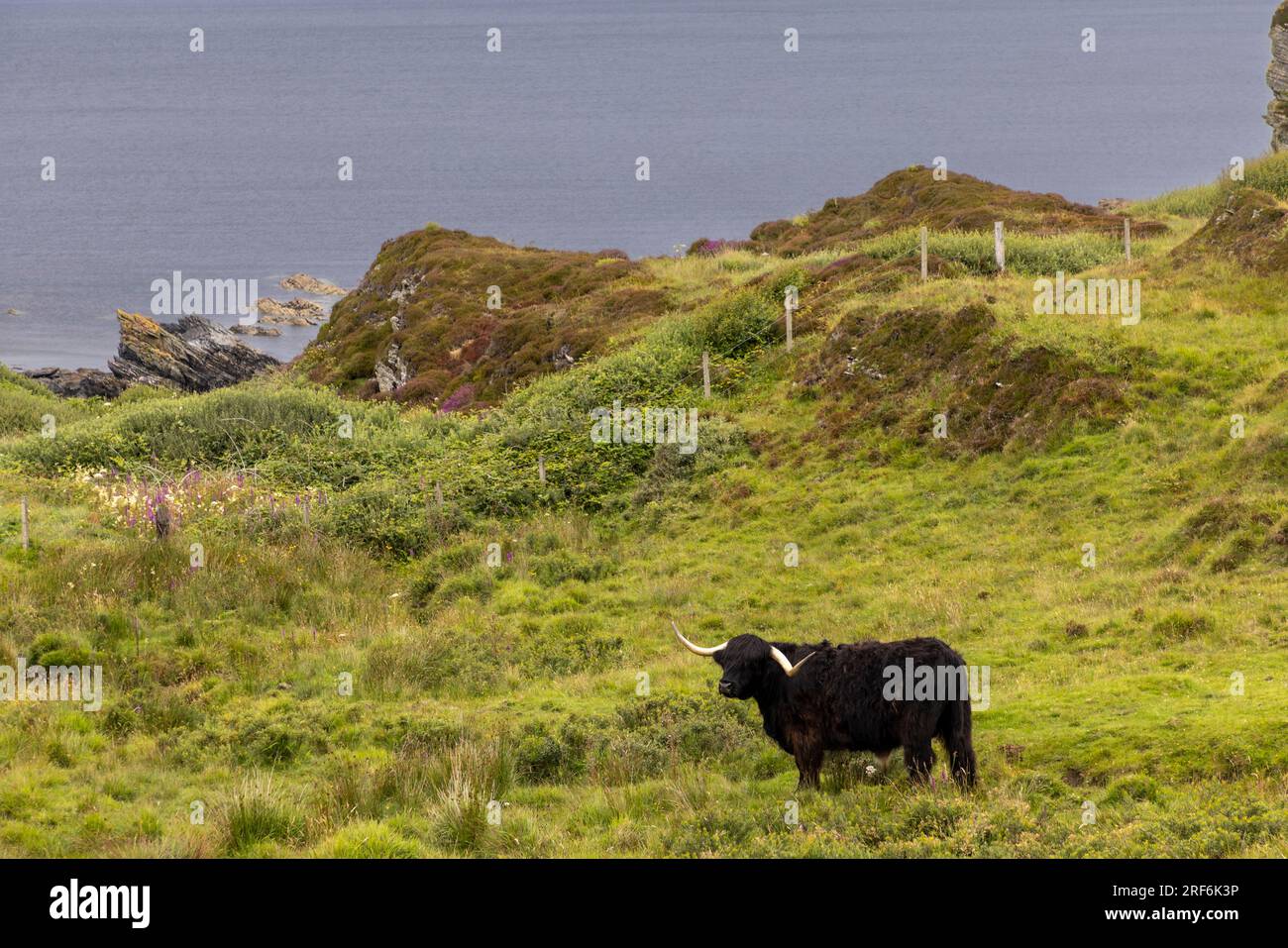 highland Cattle (Kyloe) sull'isola di Colonsay in Scozia Foto Stock