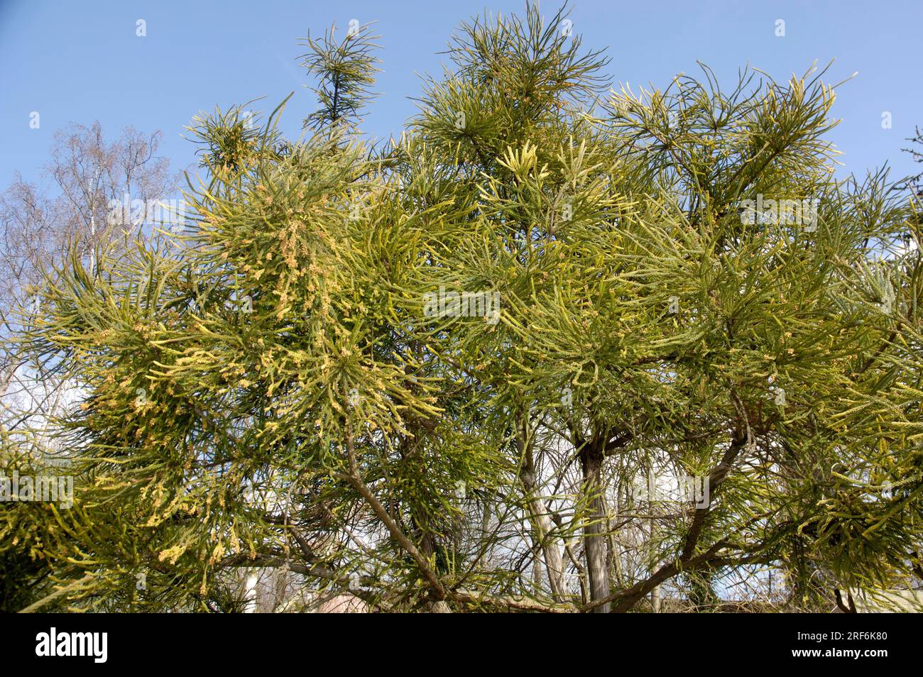 Cryptomeria 'Araucarioides' (Cryptomeria japonica) Foto Stock