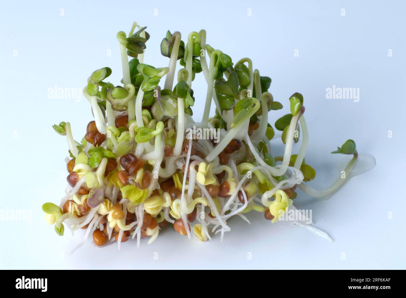 Ravanello di daikon, germogli (Raphanus sativus), piantine Foto Stock