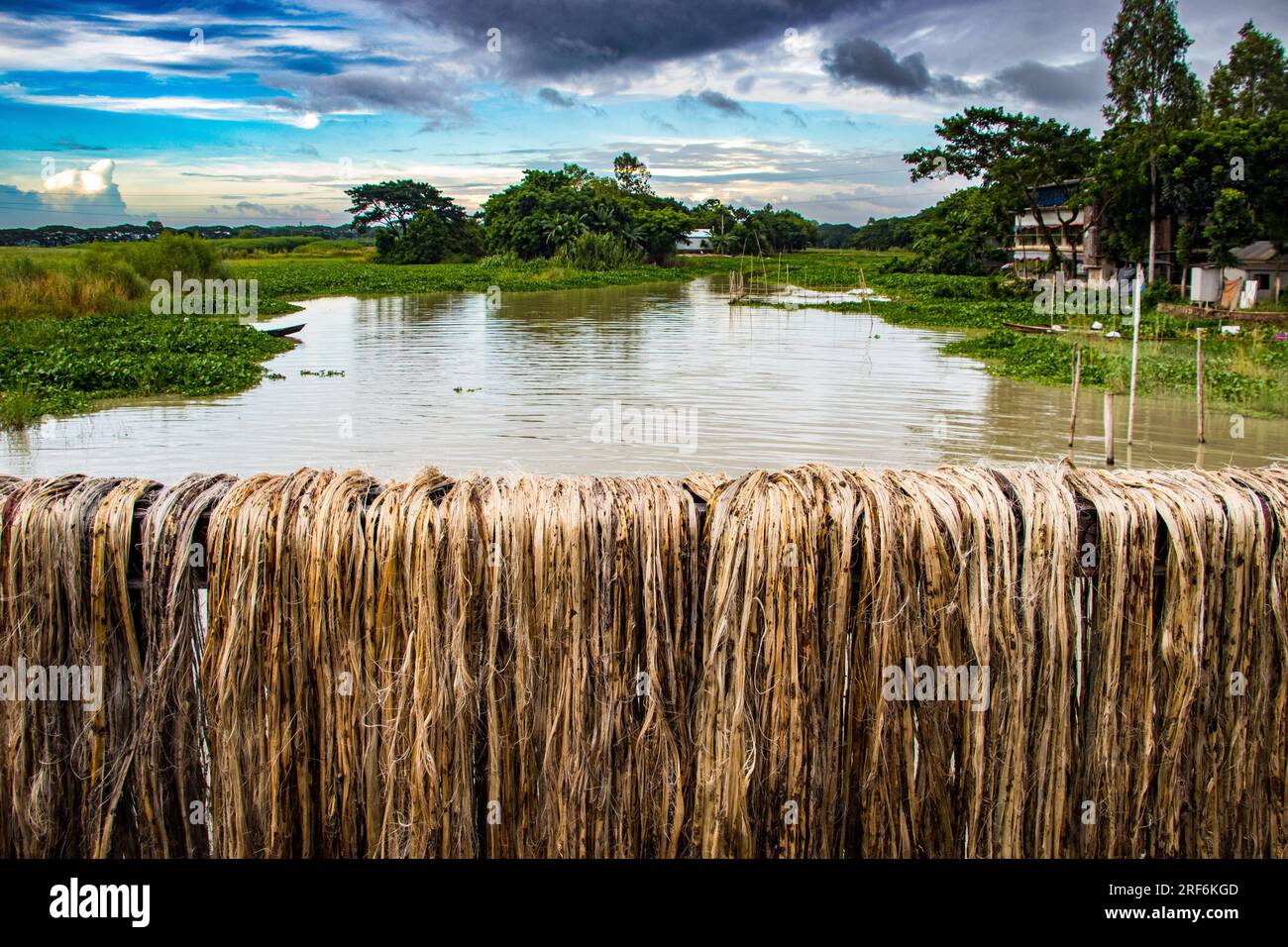 Lavorazione della iuta sotto il cielo nuvoloso, questa immagine è stata catturata da Rahitpur, Bangladesh Foto Stock