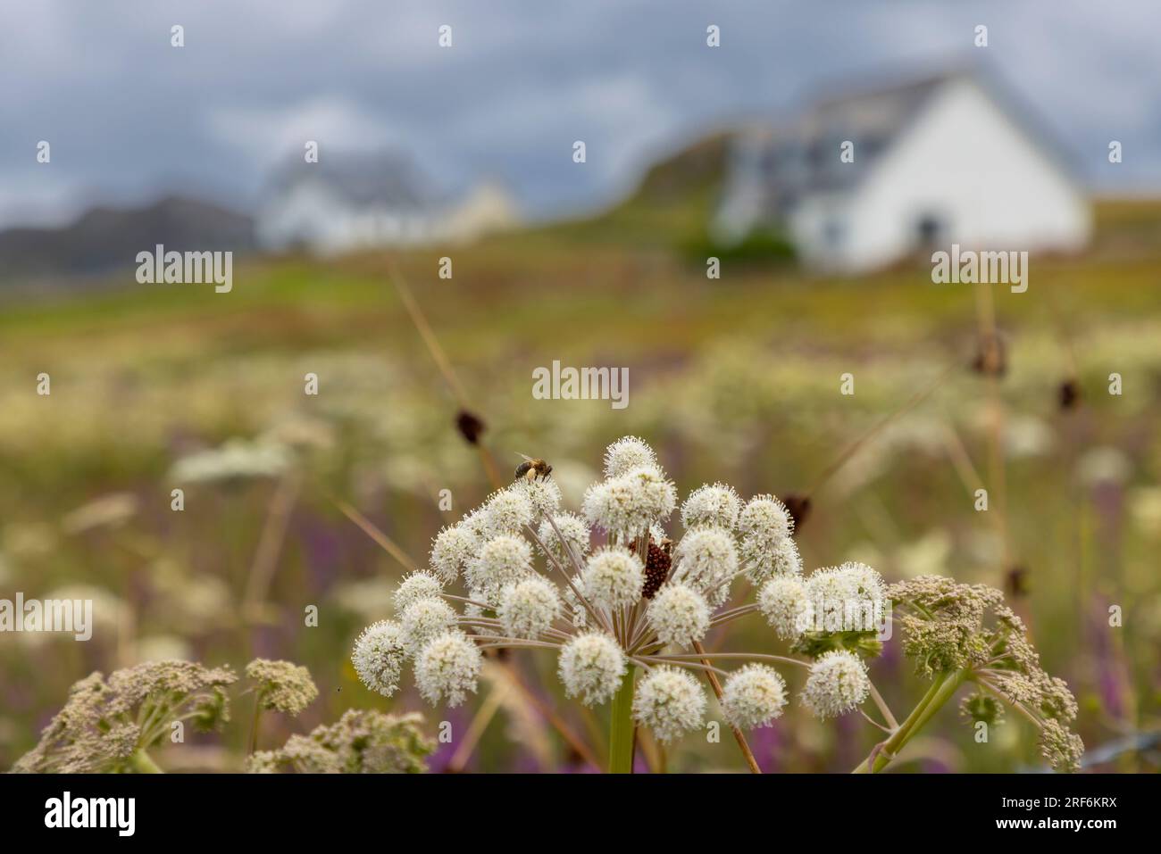 Prato fiorito in estate sull'isola di Colonsay in Scozia Foto Stock