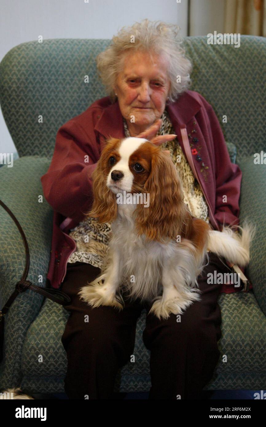 Anziano con Cavalier King Charles Spaniel, servizio di visite per cani, servizio di visite per cani, casa per anziani, casa di riposo, la casa degli anziani Foto Stock