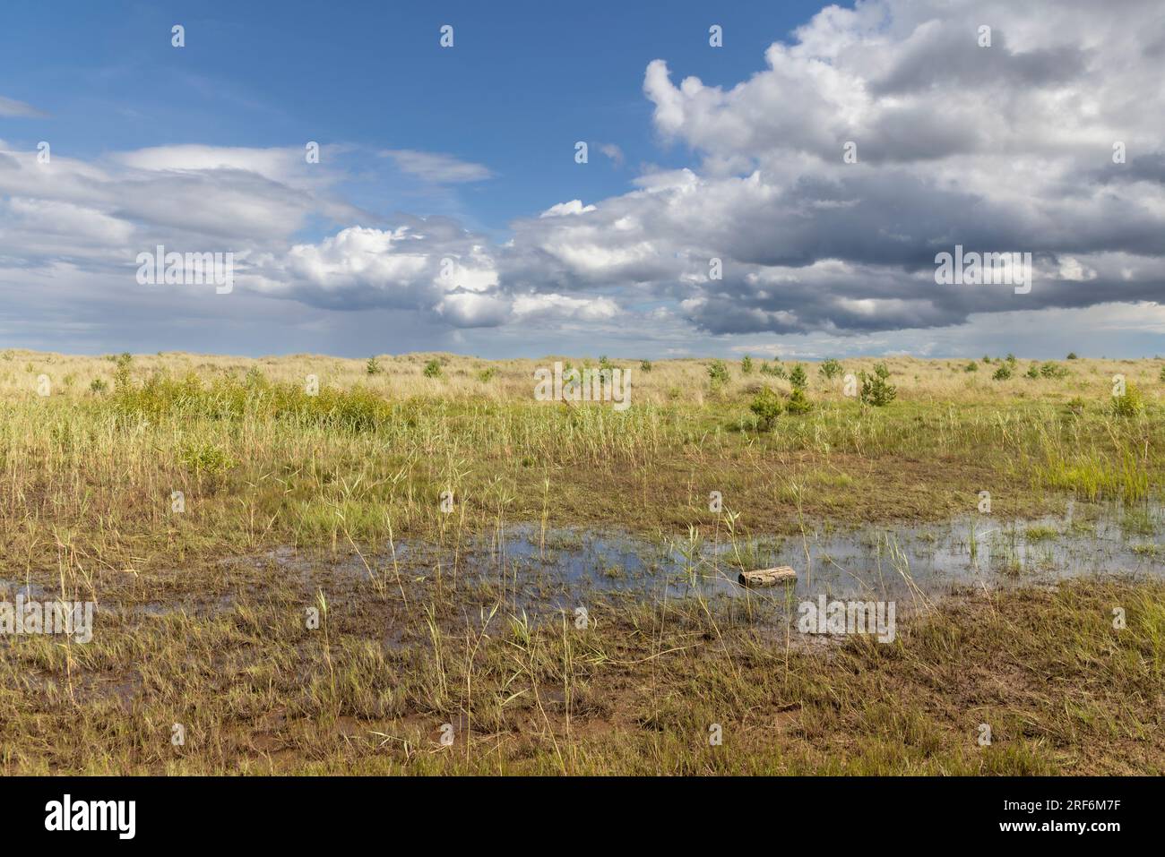 Tentsmuir National Park nel nord-est di Fife, Scozia. Foto Stock