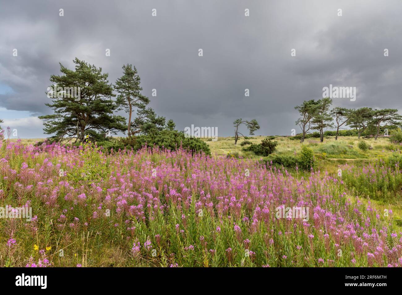 Tentsmuir National Park nel nord-est di Fife, Scozia. Foto Stock