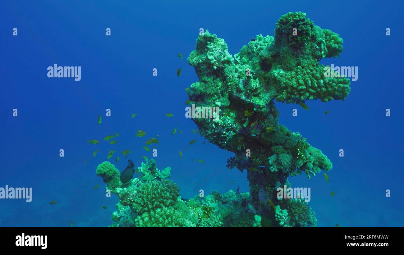 Sagoma di formazione corallina di una forma insolita e bizzarra sul fondo marino, Mar Rosso, Safaga, Egitto Foto Stock