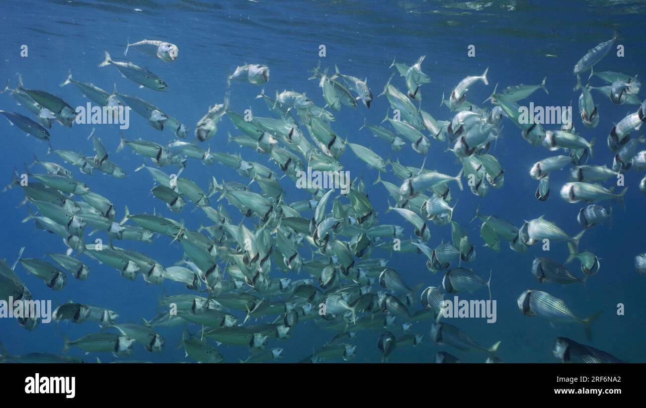 Grande scuola di sgombro a strisce o di sgombro indiano (Rastrelliger kanagurta) nuota nell'oceano blu con le bocche aperte che filtrano il plancton su soleggiato da Foto Stock