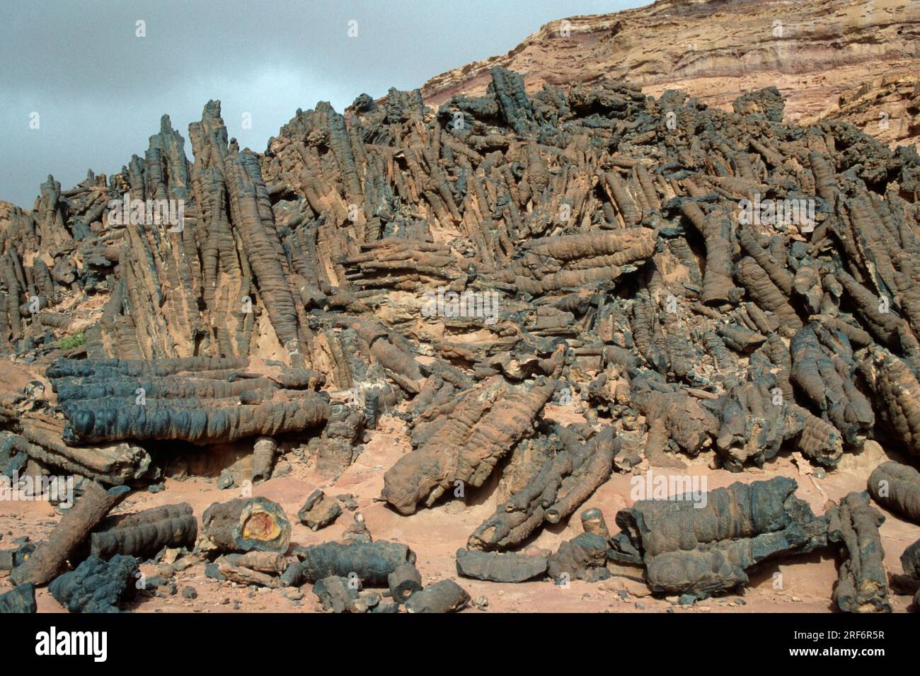 Petrified Forest, Sinai, Egitto Foto Stock