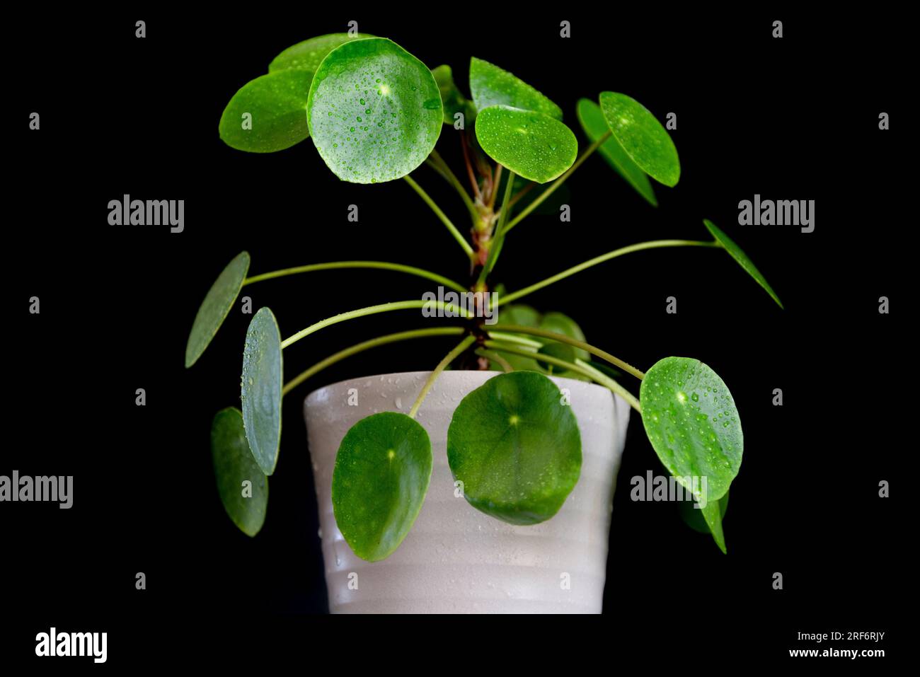 Piccola pianta della casa di Pilea Peperomioides in un vaso grigio di fronte a un muro nero, impianto di moneta cinese, spazio per le copie, l'impianto di moneta cinese o il missionario p Foto Stock