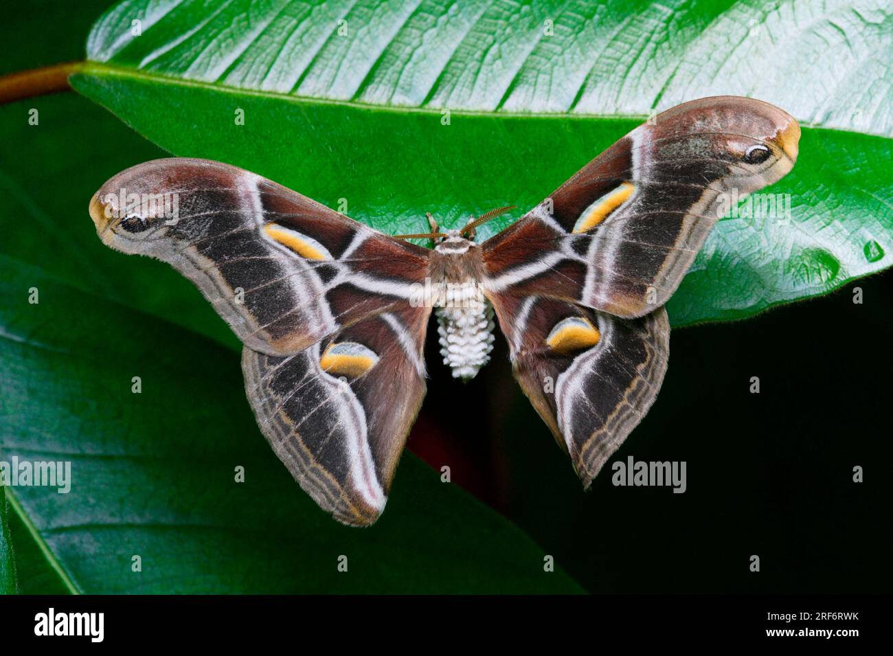 Ailanthus Silkmoth (Samia cynthia) esente Foto Stock