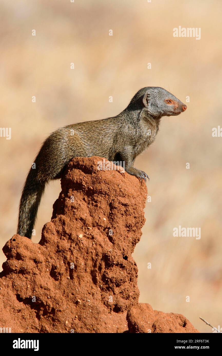 Mangusta nana sul cumulo delle termiti, riserva di Samburu (Helogale undulata), riserva di caccia di Samburu, Kenya Foto Stock