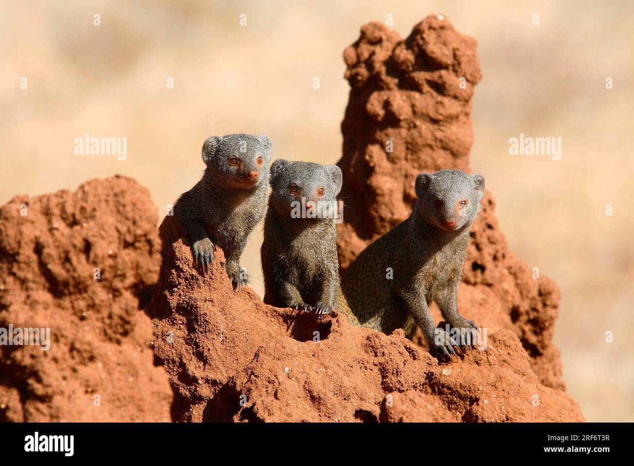 Mangusta nana sul cumulo delle termiti, riserva di Samburu (Helogale undulata), riserva di caccia di Samburu, Kenya Foto Stock